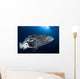 Potato Grouper Australia Wall Decal Design 2