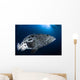 Potato Grouper Australia Wall Decal Design 2