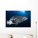Potato Grouper Australia Wall Decal Design 2