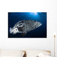 Potato Grouper Australia Wall Decal Design 2