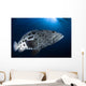 Potato Grouper Australia Wall Decal Design 2