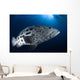 Potato Grouper Australia Wall Decal Design 2