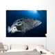 Potato Grouper Australia Wall Decal Design 2