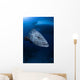 Potato Grouper Australia Wall Decal Design 1