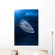 Potato Grouper Australia Wall Decal Design 1