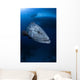 Potato Grouper Australia Wall Decal Design 1
