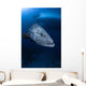 Potato Grouper Australia Wall Decal Design 1