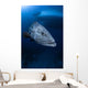Potato Grouper Australia Wall Decal Design 1