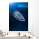 Potato Grouper Australia Wall Decal Design 1