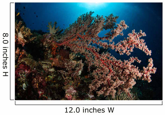 Soft Coral Reef Seascape Wall Decal Design 1