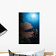 Diver Sea Fans Indonesia Wall Decal