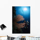 Diver Sea Fans Indonesia Wall Decal