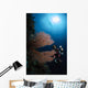 Diver Sea Fans Indonesia Wall Decal