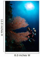 Diver Sea Fans Indonesia Wall Decal
