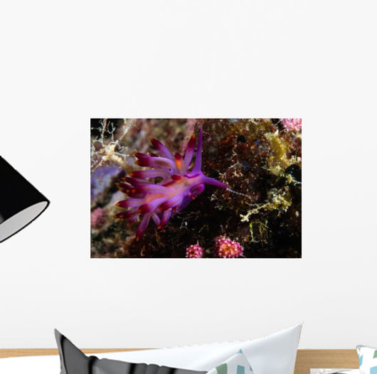 Nudibranch Fiji Wall Decal