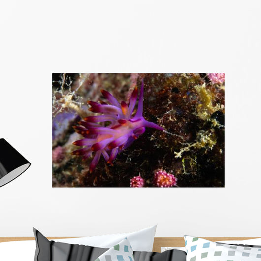 Nudibranch Fiji Wall Decal