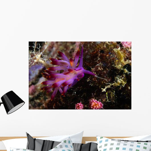 Nudibranch Fiji Wall Decal