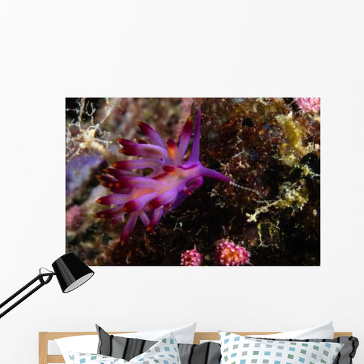 Nudibranch Fiji Wall Decal