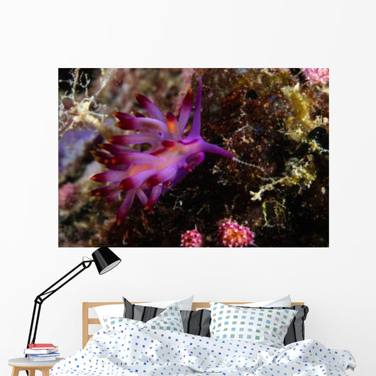 Nudibranch Fiji Wall Decal