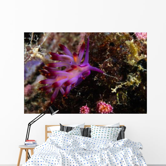 Nudibranch Fiji Wall Decal