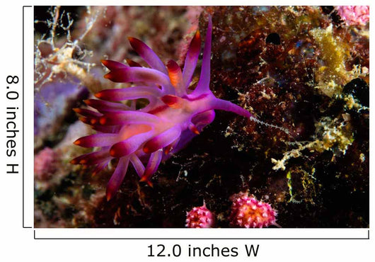 Nudibranch Fiji Wall Decal