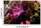 Nudibranch Fiji Wall Decal