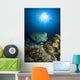 Bumphead Parrotfish Australia Wall Decal