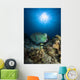 Bumphead Parrotfish Australia Wall Decal
