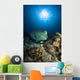 Bumphead Parrotfish Australia Wall Decal