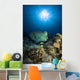 Bumphead Parrotfish Australia Wall Decal
