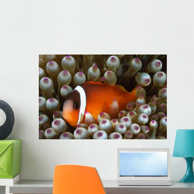 Black Anemonefish Fiji Wall Decal shown on a wall