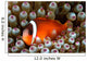 Black Anemonefish Fiji Wall Decal