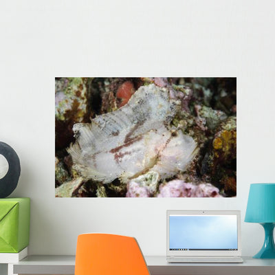 Leaf Scorpionfish Indonesia Wall Decal Design 2 shown on a wall