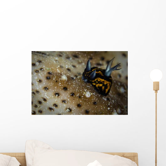Tiny Nudibranch Sea Cucumber Wall Decal