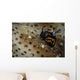 Tiny Nudibranch Sea Cucumber Wall Decal