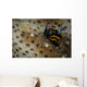 Tiny Nudibranch Sea Cucumber Wall Decal