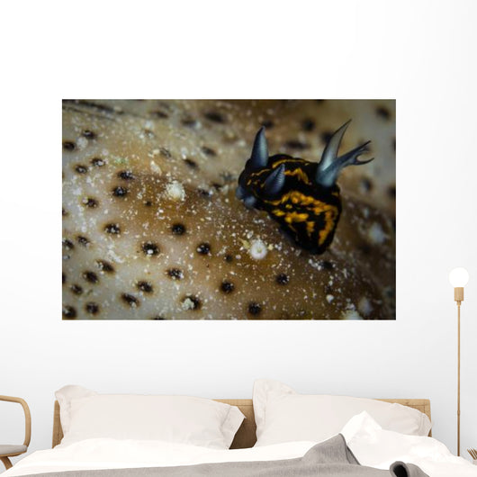 Tiny Nudibranch Sea Cucumber Wall Decal