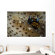 Tiny Nudibranch Sea Cucumber Wall Decal