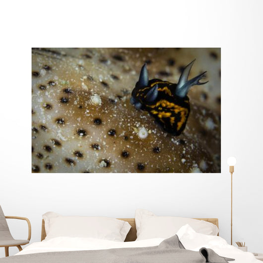 Tiny Nudibranch Sea Cucumber Wall Decal