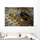 Tiny Nudibranch Sea Cucumber Wall Decal