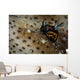 Tiny Nudibranch Sea Cucumber Wall Decal