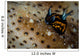 Tiny Nudibranch Sea Cucumber Wall Decal