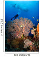 Diver Swims over Sea Wall Decal