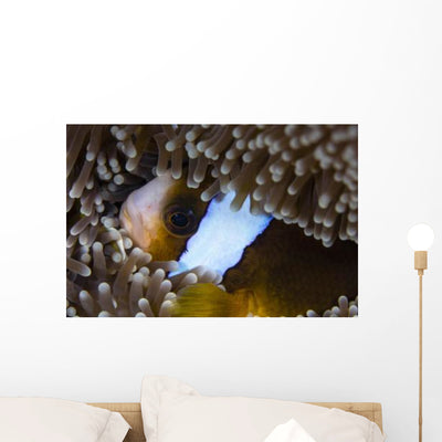 Anemonefish Anemone Australia Wall Decal shown on a wall