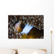 Anemonefish Anemone Australia Wall Decal