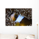 Anemonefish Anemone Australia Wall Decal