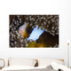 Anemonefish Anemone Australia Wall Decal