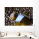 Anemonefish Anemone Australia Wall Decal