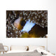 Anemonefish Anemone Australia Wall Decal