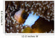 Anemonefish Anemone Australia Wall Decal